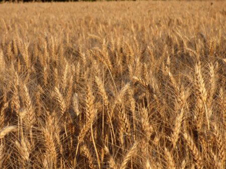 Pszenica durum