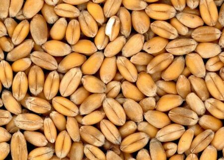 BIO pszenica durum